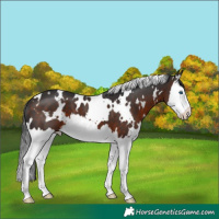 Horse Color:White Spotted Bay Splash 