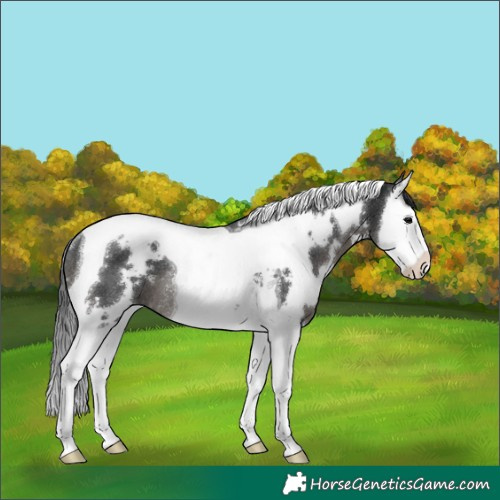 Horse Color:White Spotted Black Splash Tobiano Rabicano 