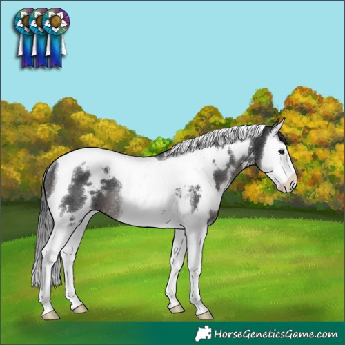 Horse Color:White Spotted Black Splash Tobiano Rabicano 