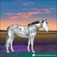 Horse Color:White Spotted Blue Roan Splash 