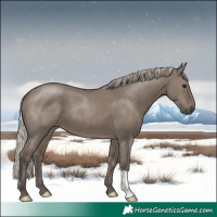 Horse Color:Silver Grullo 