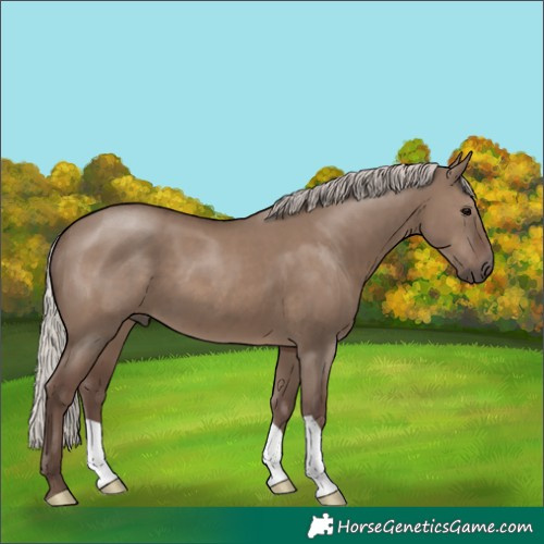 Horse Color:Silver Grullo