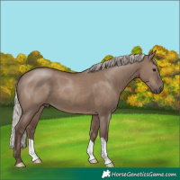 Horse Color:Silver Grullo 