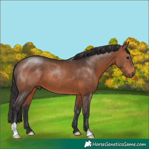 Horse Color:Brown 