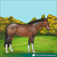 Horse Color:Brown 
