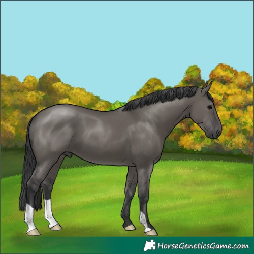 Horse Color:Grullo 