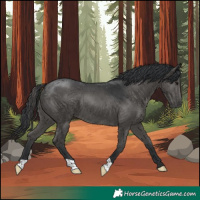 Horse Color:Black 