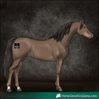 Horse Color:Liver Red Dun Rabicano 