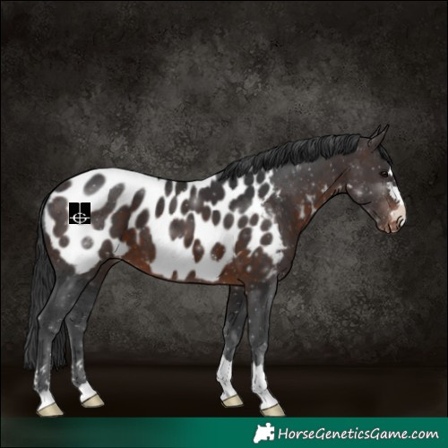 Horse Color:Brown Appaloosa 