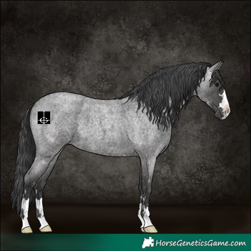 Horse Color:Blue Roan 