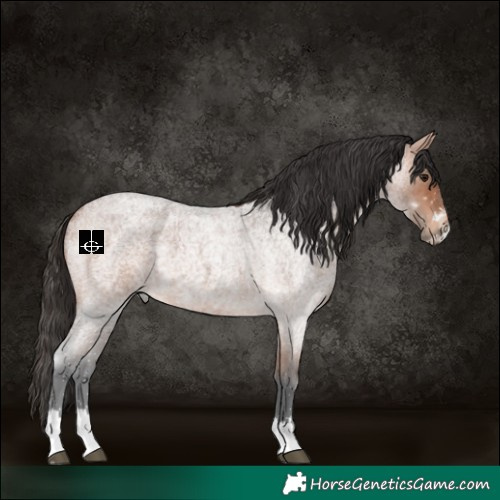 Horse Color:Bay Roan 