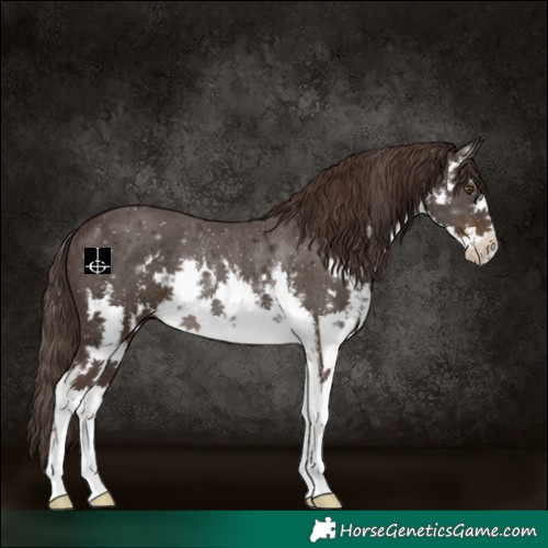 Horse Color:White Spotted Liver Chestnut Rabicano 