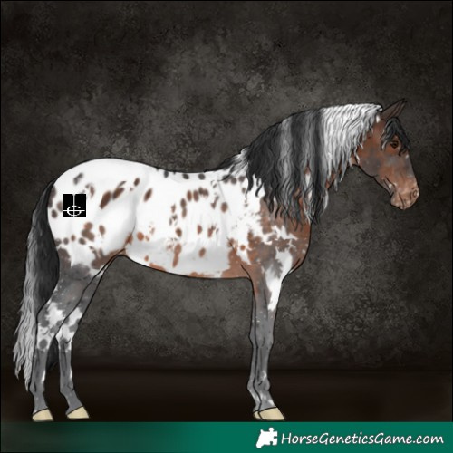 Horse Color:White Spotted Brown Appaloosa 