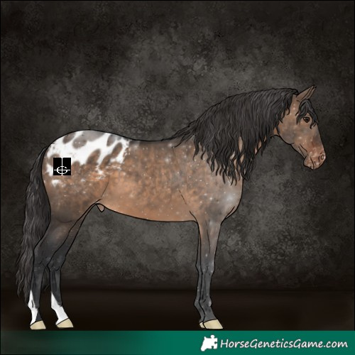Horse Color:Brown Dun Appaloosa 