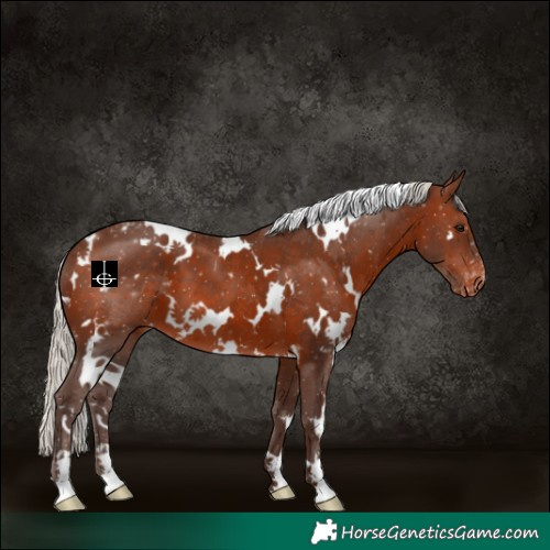 Horse Color:White Spotted Silver Brown Appaloosa 
