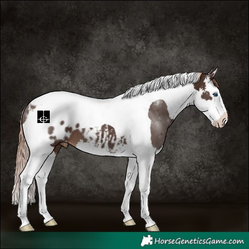 Horse Color:Liver Chestnut Splash Tobiano Appaloosa 