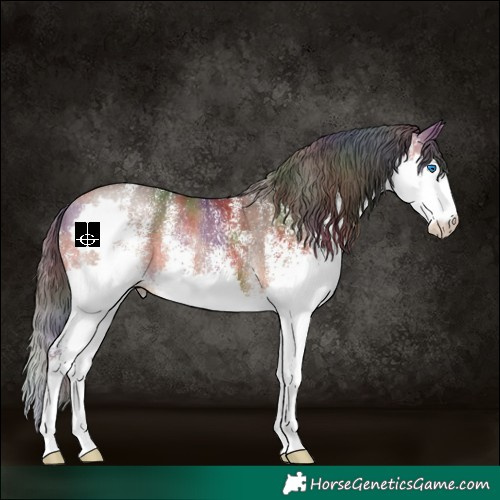 Horse Color:Nacre White Spotted Bay Splash Rabicano 