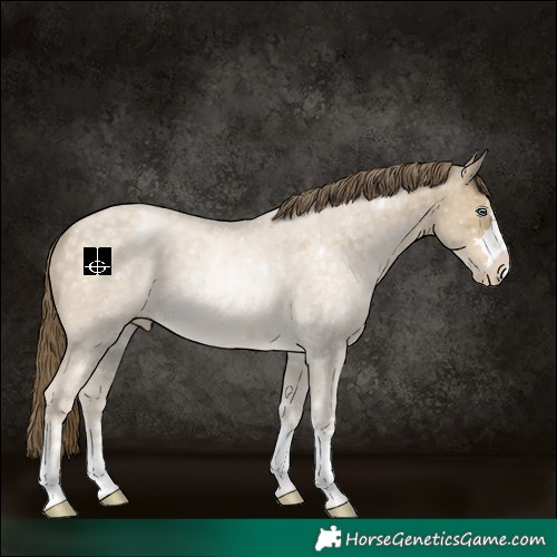 Horse Color:Buckskin Pearl 