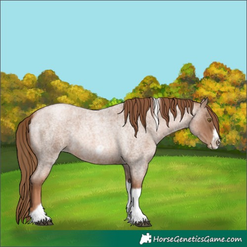 Horse Color:Liver Red Roan Pearl Tobiano Frame 