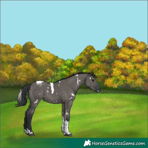 Horse Color:White Spotted Grullo Tobiano 