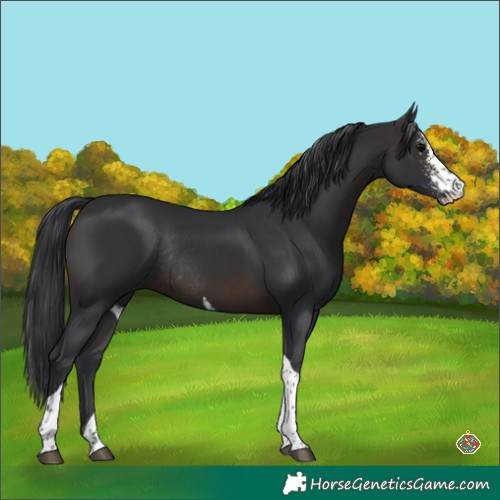 Horse Color:Brown Sabino Tobiano Rabicano