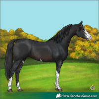 Horse Color:Brown Sabino Tobiano Rabicano
