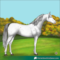 Horse Color:Brown Sabino Rabicano