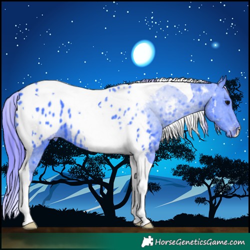 Horse Color:Watercolor Smoky Black Tobiano Appaloosa 