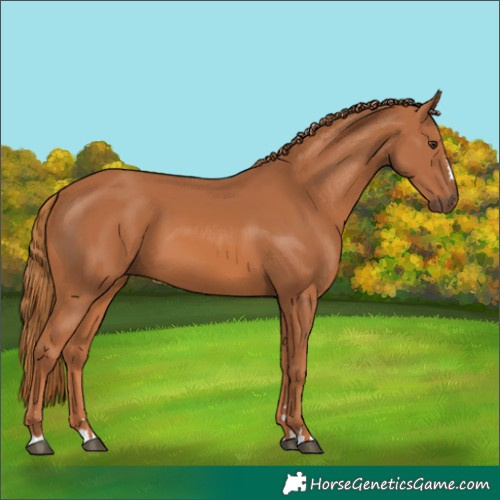 Horse Color:Chestnut 