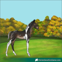 Horse Color:Gray Silver Brown Tobiano