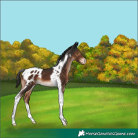 Horse Color:Liver Chestnut Tobiano Appaloosa 