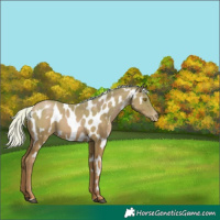Horse Color:Silver Black Pearl Near Leopard