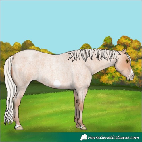 Horse Color:Silver Amber Champagne Roan Frame 