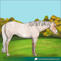 Horse Color:Silver Amber Champagne Roan Frame 