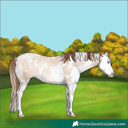Horse Color:White Spotted Bay Pearl Dun Mushroom Splash 