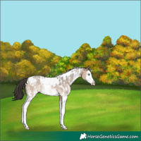 Horse Color:White Spotted Brown Dun Sabino Splash Rabicano