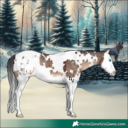 Horse Color:White Spotted Brown Dun Splash Appaloosa 