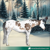 Horse Color:White Spotted Brown Dun Splash Appaloosa 