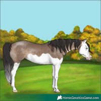 Horse Color:Brown Dun Splash