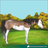 Horse Color:Brown Dun Splash