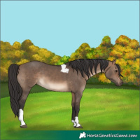 Horse Color:Brown Dun Tobiano Rabicano