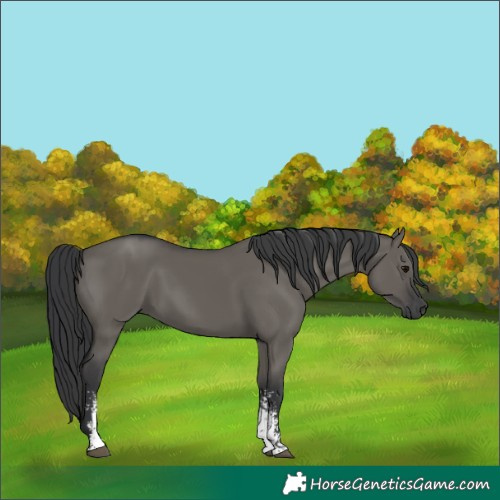 Horse Color:Grullo Sabino Rabicano 