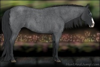 Horse Color:Blue Roan Splash 