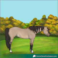 Horse Color:Brown Dun Rabicano