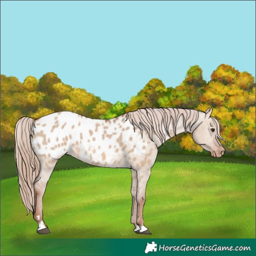 Horse Color:Red Dun Appaloosa 