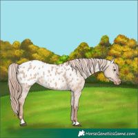 Horse Color:Red Dun Blanket 