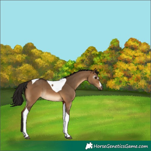 Horse Color:Gray Bay Dun Tobiano Appaloosa Rabicano 