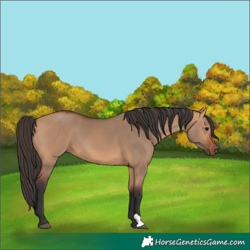 Horse Color:Bay Dun 