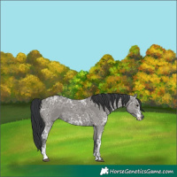 Horse Color:Grullo Ice Sabino Rabicano 