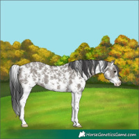 Horse Color:Grullo Sabino Rabicano 